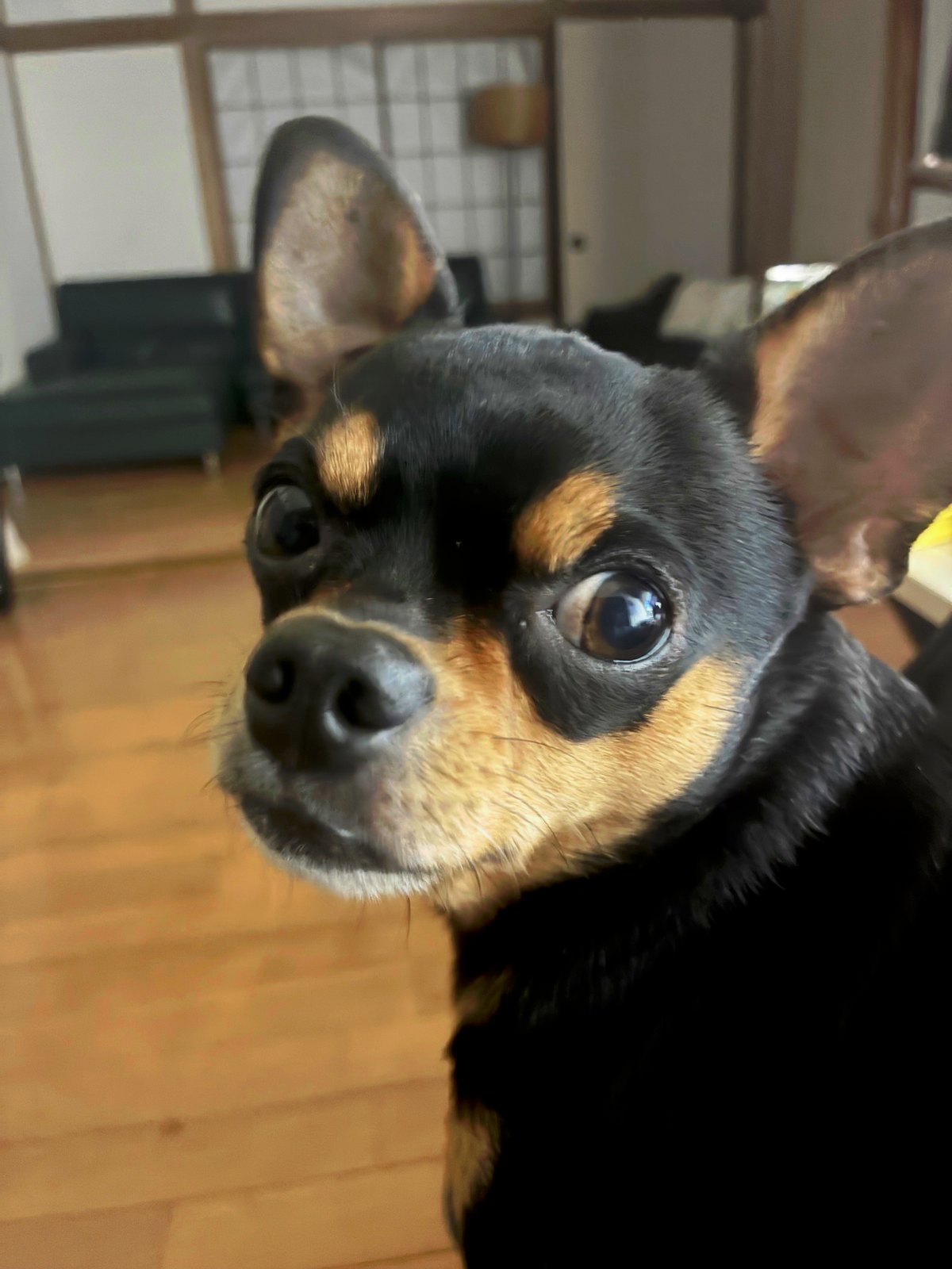 家の中でこちらを見るクロム