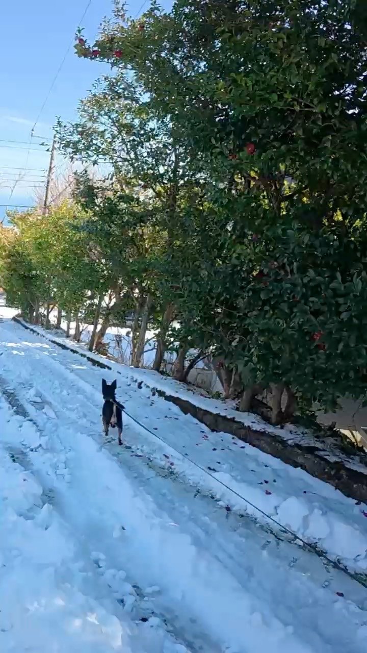 雪の積もった道を歩くクロム